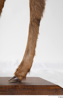 Deer doe leg 0039.jpg